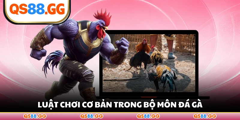 Luật chơi cơ bản trong bộ môn đá gà